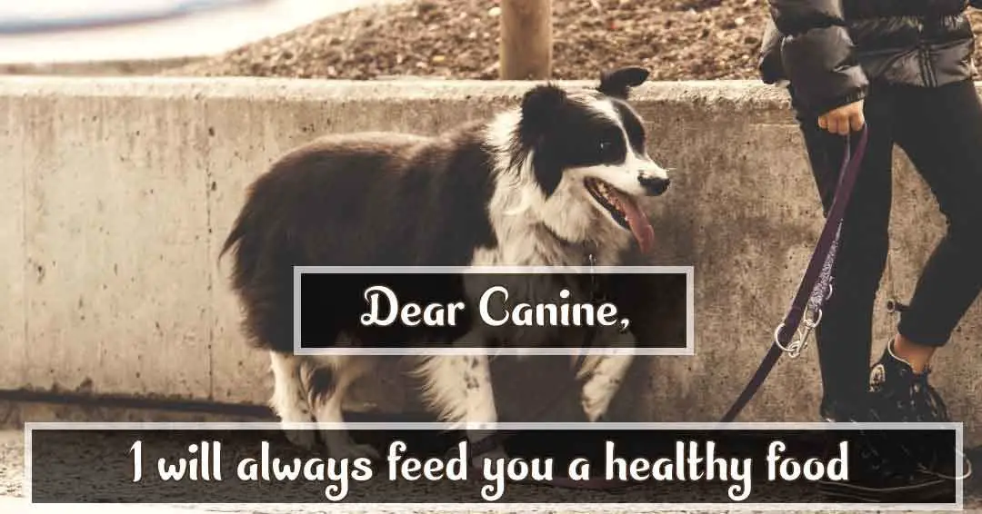 Dear canine i always feed you a healthy food