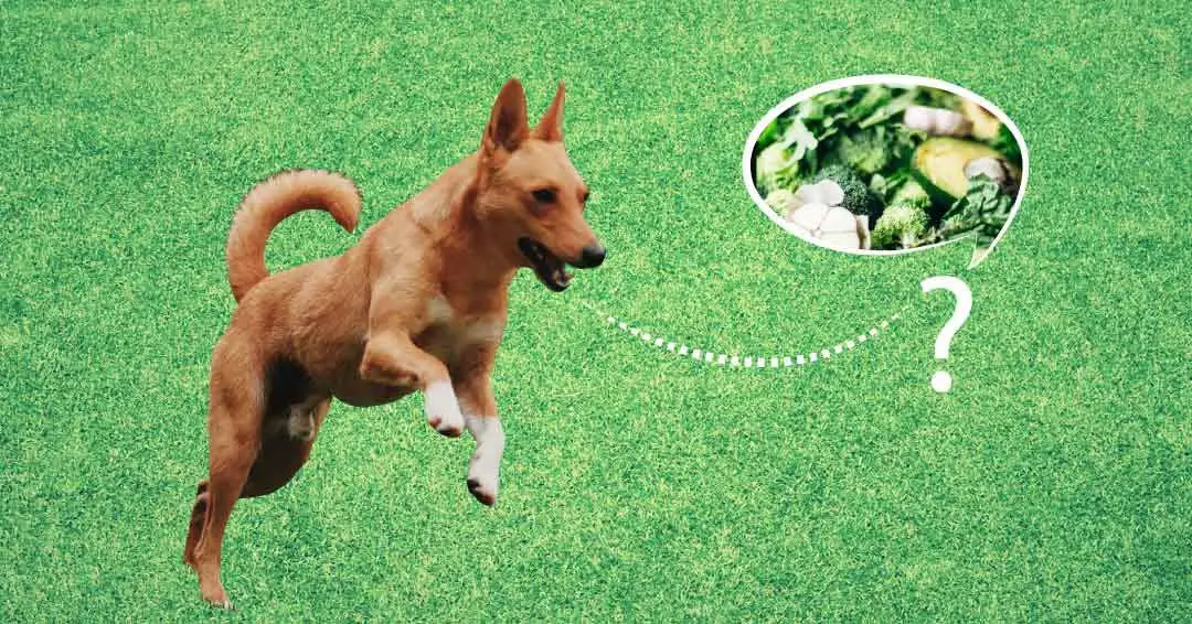 Do vegetables easily digestible for dogs?