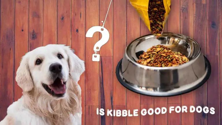 7 Issues with Kibble: Is kibble good for dogs?