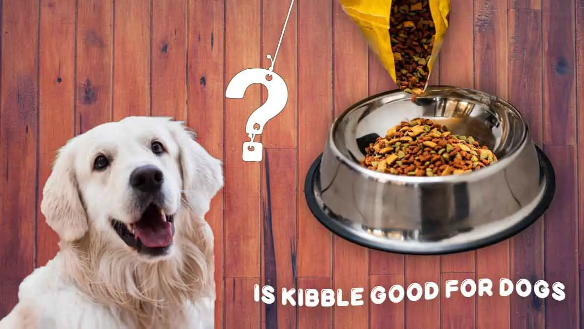 is kibble good for dogs