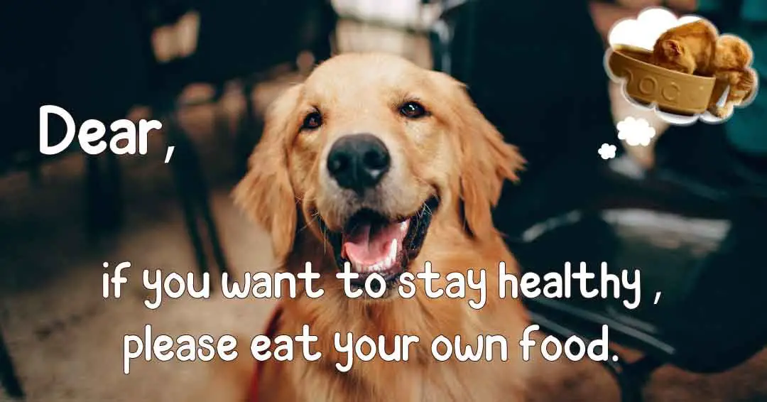 can cats and dogs eat the same food?