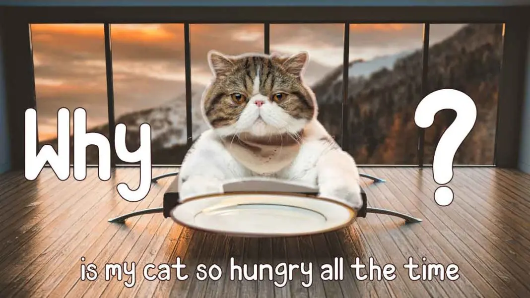 cat hungry all time - Pets Guide