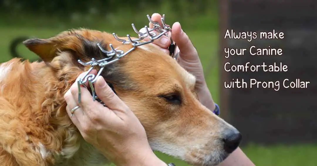 How to use a Dog training collar