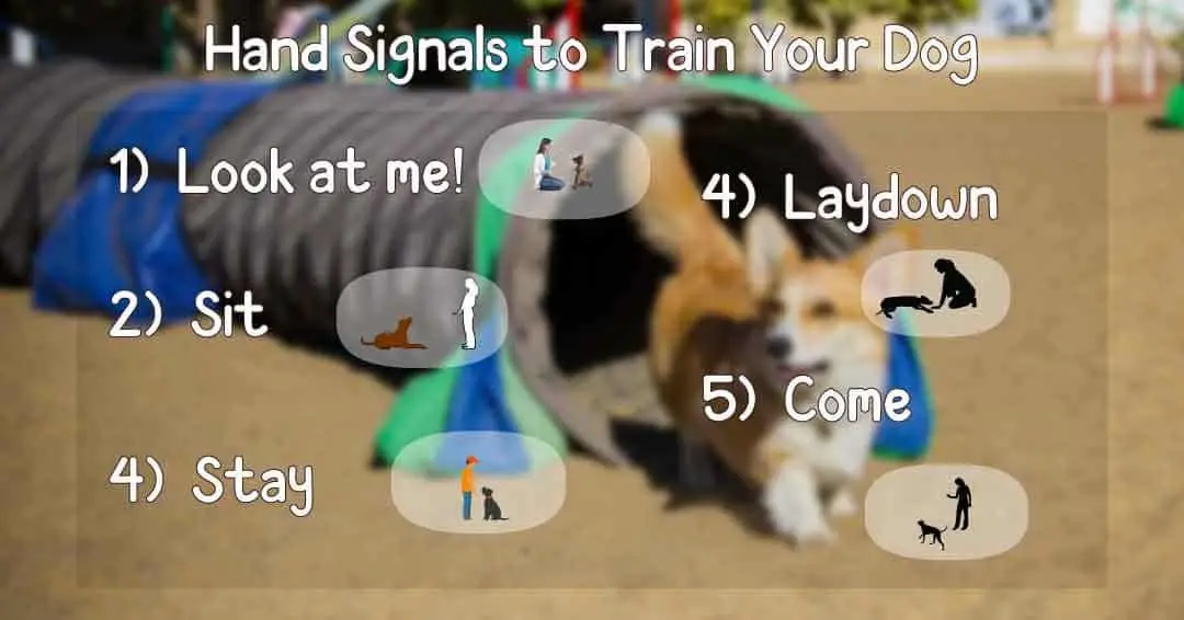 hand signals to train your dog