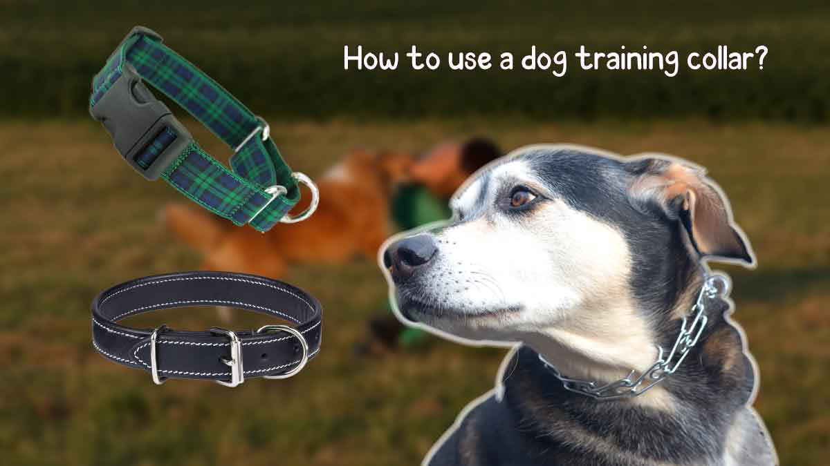 how to use a dog training collar?