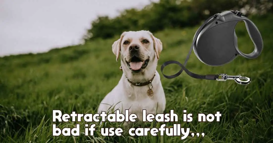 Are Retractable Leashes Good for Puppies?