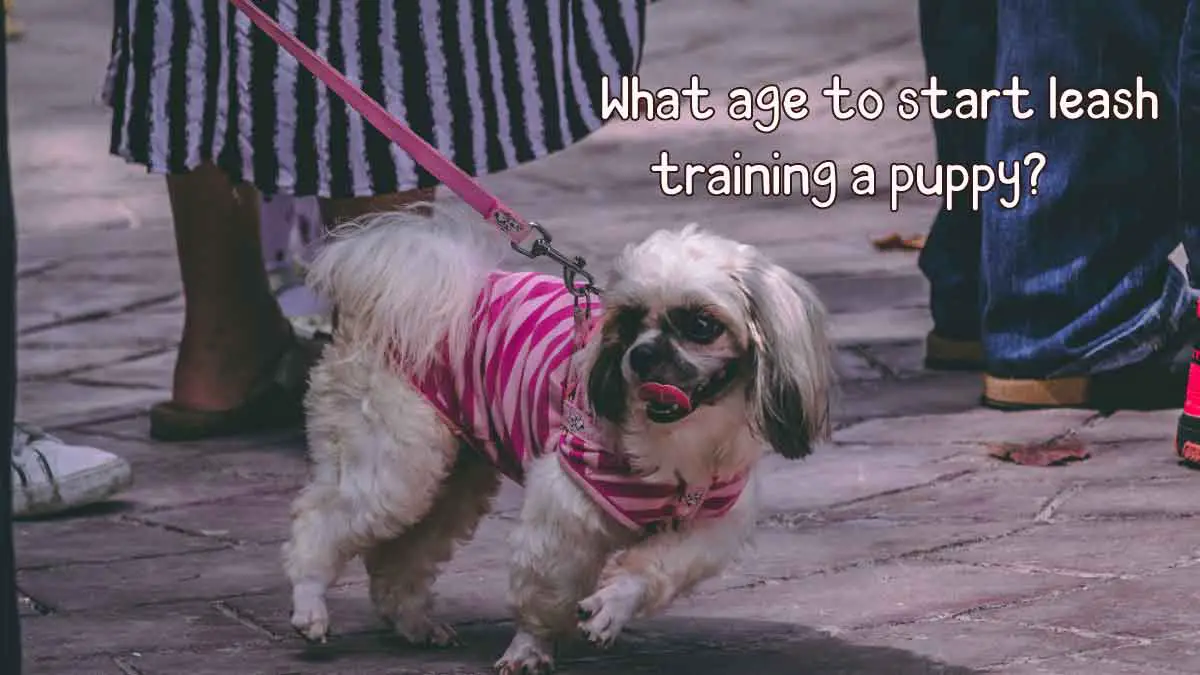 what age to start leash training a puppy?