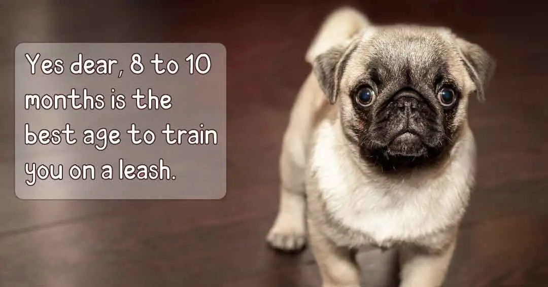 what age to start leash training a puppy?