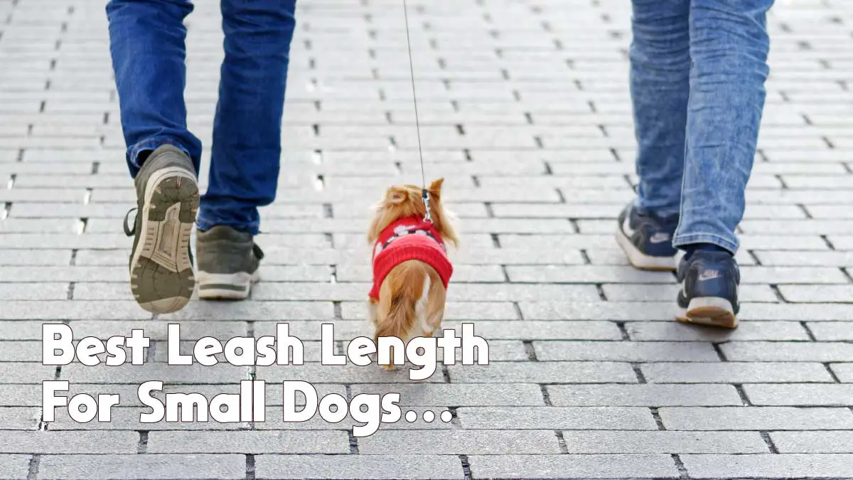 best leash length for small dogs