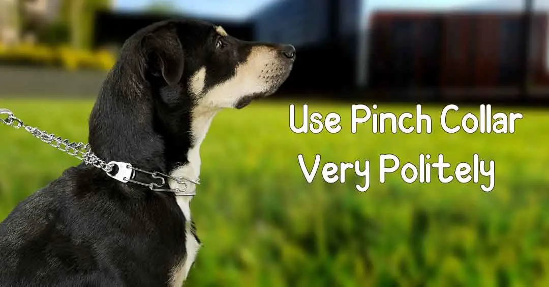 use pinch collar carefully