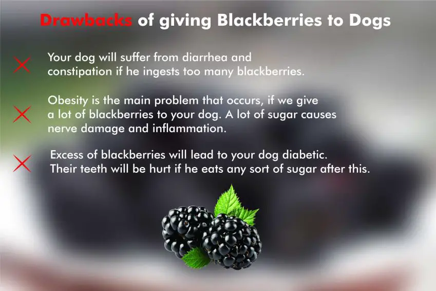 drawback of giving blackberries to dogs
