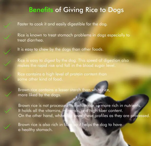 benefits of giving rice for dogs