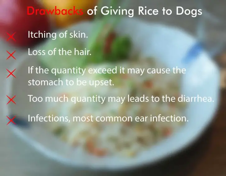 drawbacks of giving  rice to dogs