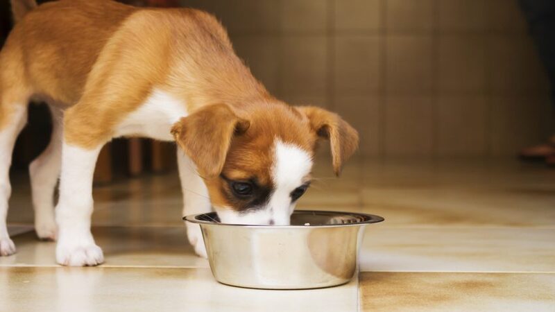 Best Dog Food for Puppies With a Sensitive Stomach