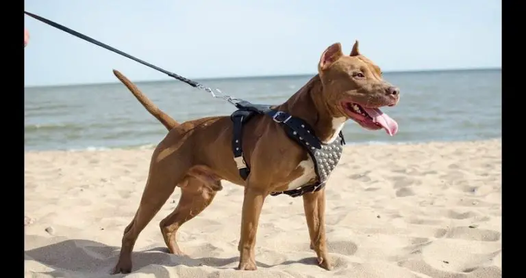 12 Best Dog Harness for Pitbulls – Buying Guide & Reviews