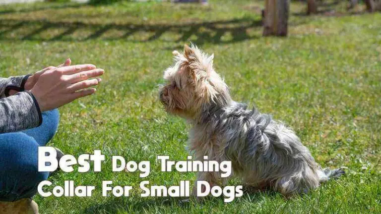10 Best Dog Training Collar for Small Dogs in 2021