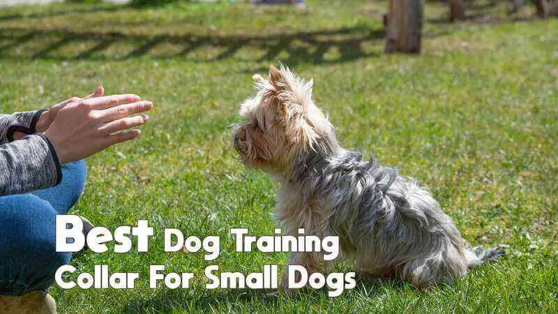 best dog training collar for small dogs