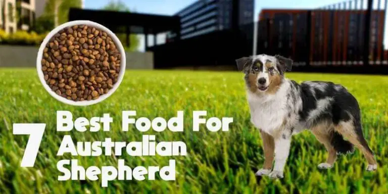 7 Best Food For Australian Shepherd – Buying Guide with Reviews