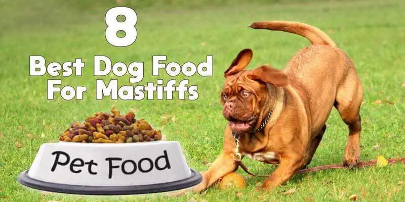 Best dog food for mastiffs