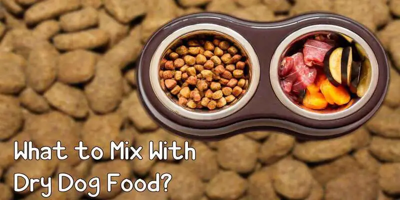 What to mix with dry dog food?