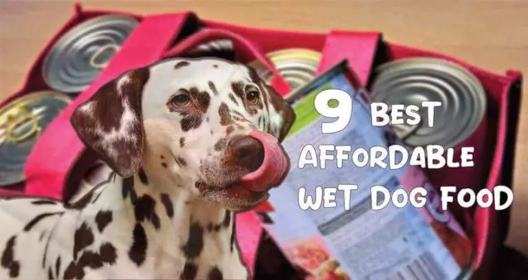 10 Best Affordable Wet Dog Food | Reviews & Buying Guide