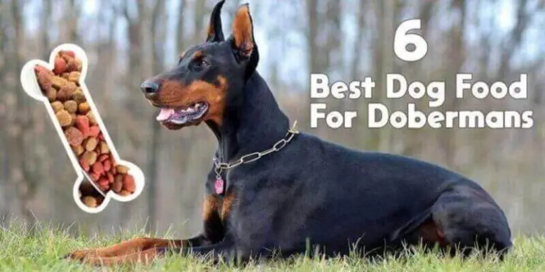 6 Best Dog Food For Dobermans in 2021 | Mypetguides