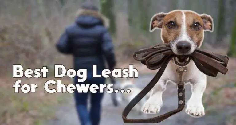 8 Best Dog Leash For Chewers – Expert Reviews