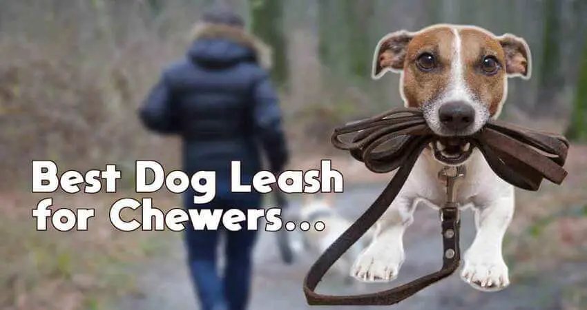 best dog leash for chewers