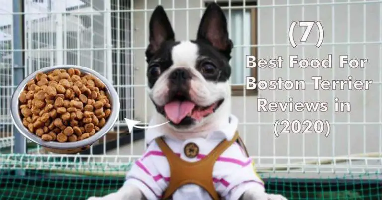 7 Best Food For Boston Terrier in 2021 | MyPetGuides