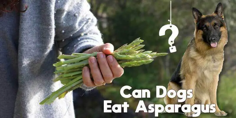 can dogs eat asparagus