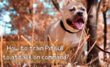 How to train Pitbull to attack on command