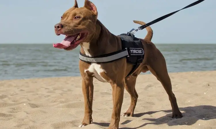 Best Dog Harness for Pitbulls
