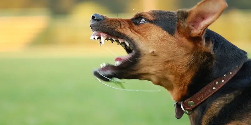 train an aggressive dog with a shock collar