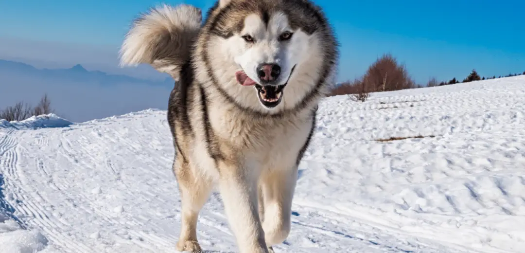 Beautiful Dogs - Alaskan Malamute
