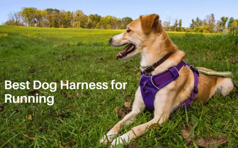 5 Best Dog Harness for Running in 2021