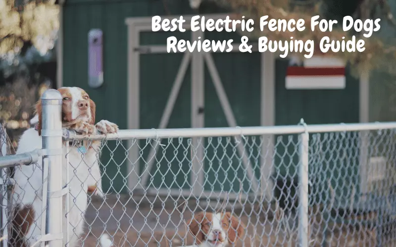 Best Electric Fence For Dogs