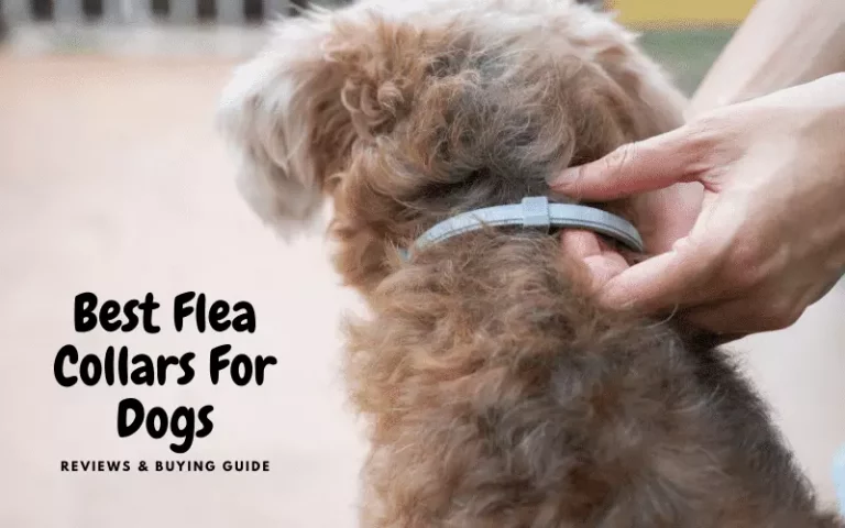 The 4 Best Flea Collar For Dogs | 2021 Reviews & Buying Guide