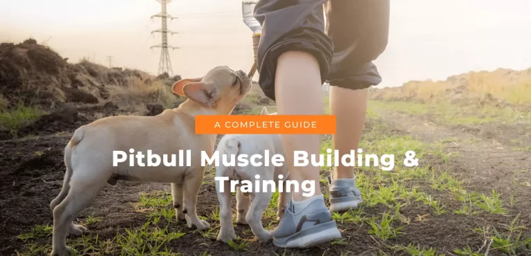 A Complete Guide For Pitbull Muscle Building & Training