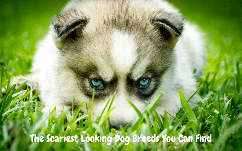 Scariest Looking Dog Breeds