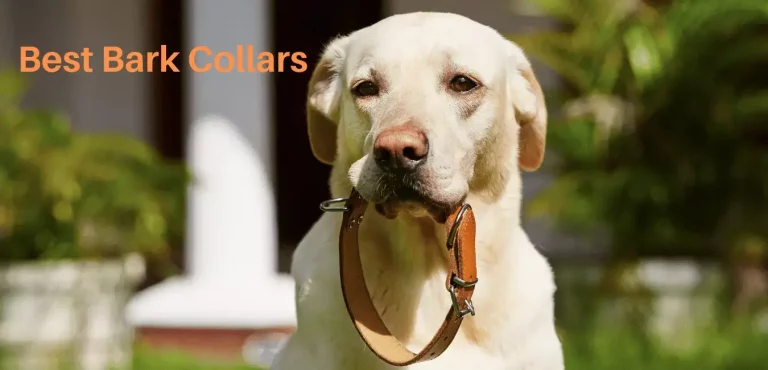 Top 5 Best Bark Collars | 2021 Reviews & Buying Guide