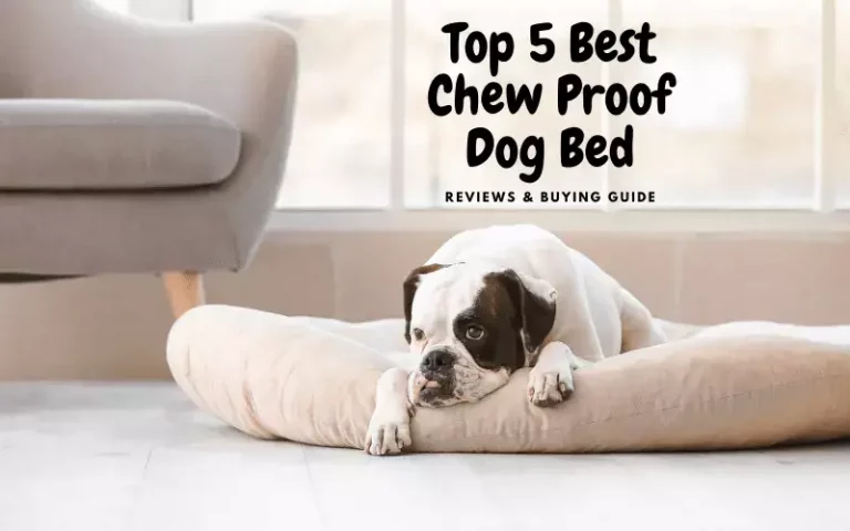 5 Best Chew Proof Dog Bed | 2021 Reviews & Buying Guide