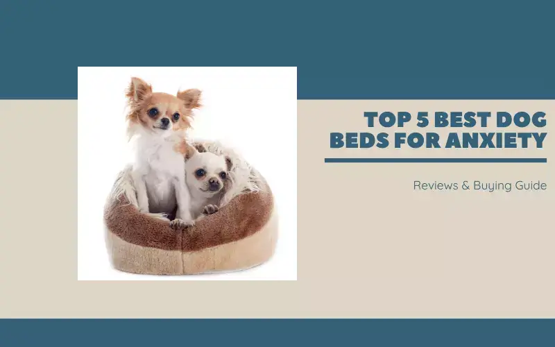 Best Dog Beds For Anxiety