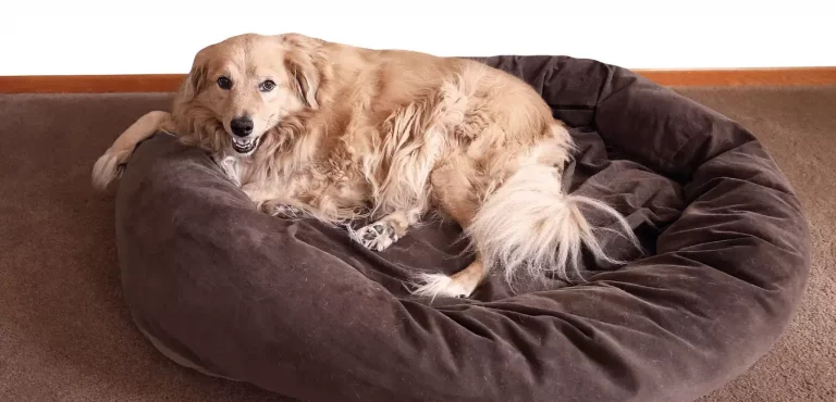 Top 5 Best Dog Beds For Golden Retrievers | Reviews & Buying Guide