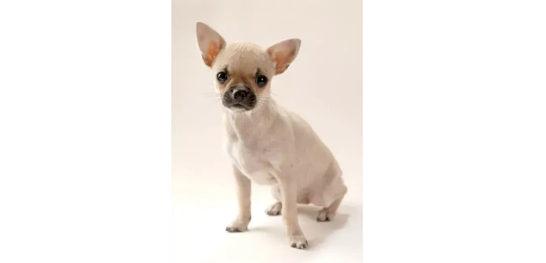 Fawn-Chihuahua