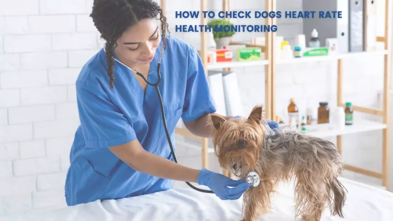 How to Check Dogs Heart Rate – Health Monitoring