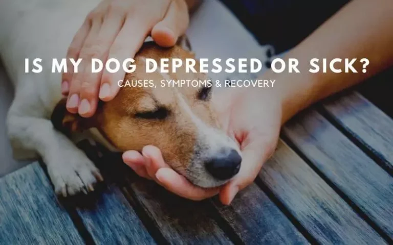 Is My Dog Depressed or Sick? – Causes, Symptoms & Recovery