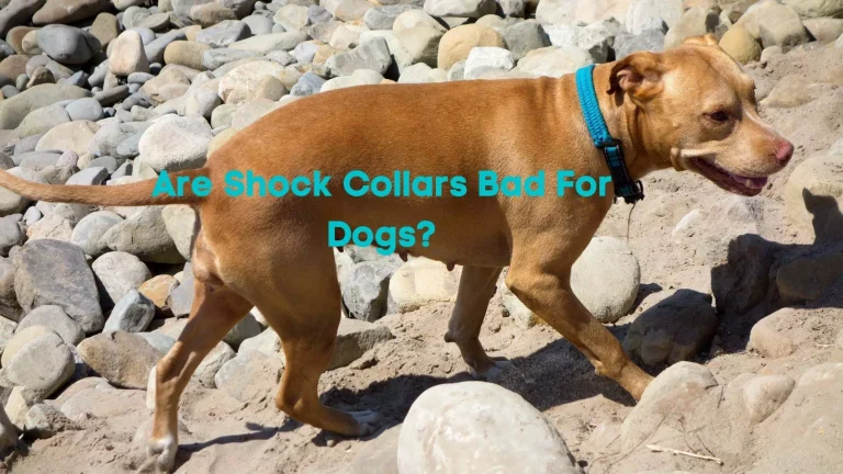 Are Shock Collars Bad For Dogs? Things To Consider Before Using It