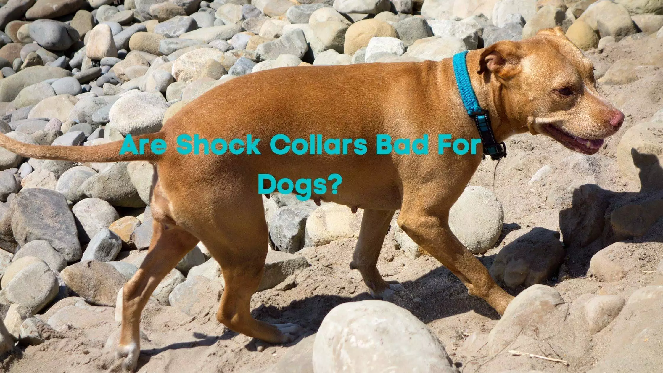 Are Shock Collars Bad For Dogs