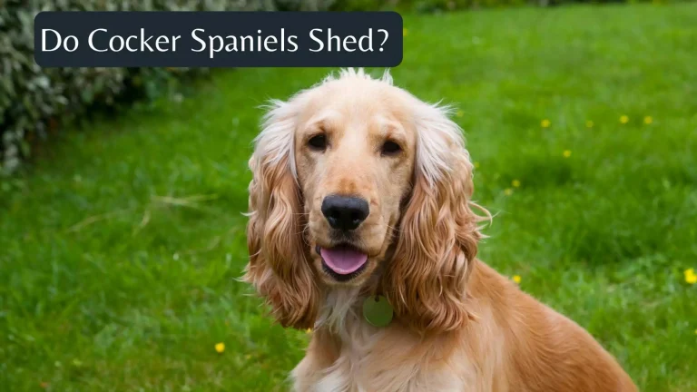 Do Cocker Spaniels Shed? Shedding Frequency & Complete Guide