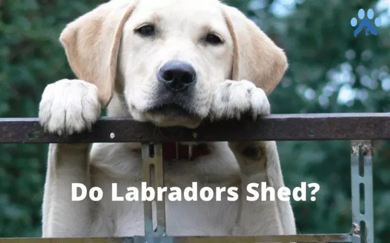 Do Labradors Shed? Shedding Frequency & Complete Guide